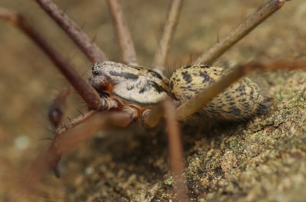 د Giant house spider عکس