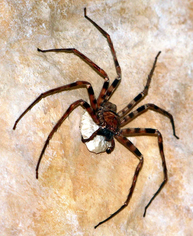 عکس Giant huntsman spider