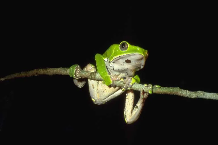 صورة Giant leaf frog