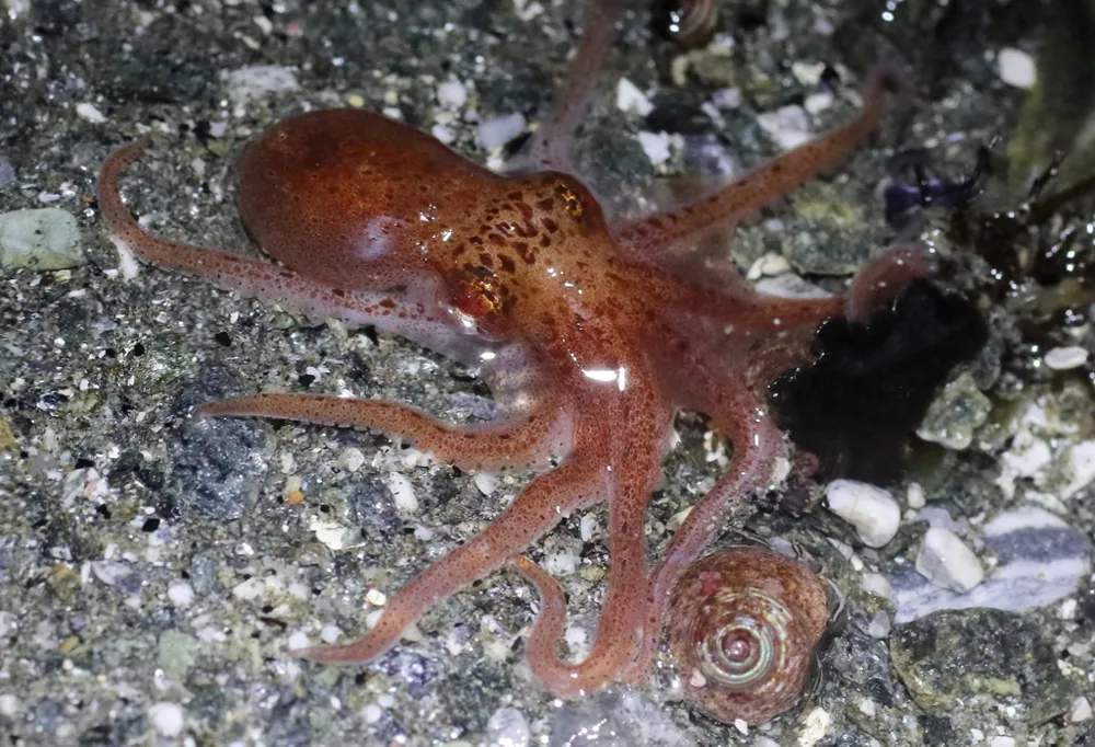 د Giant Pacific octopus عکس