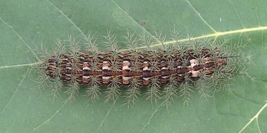عکس Giant silkworm moth caterpillar