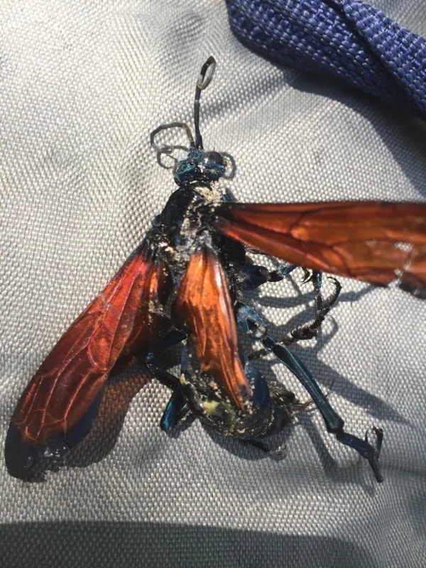 د Giant tarantula hawk عکس