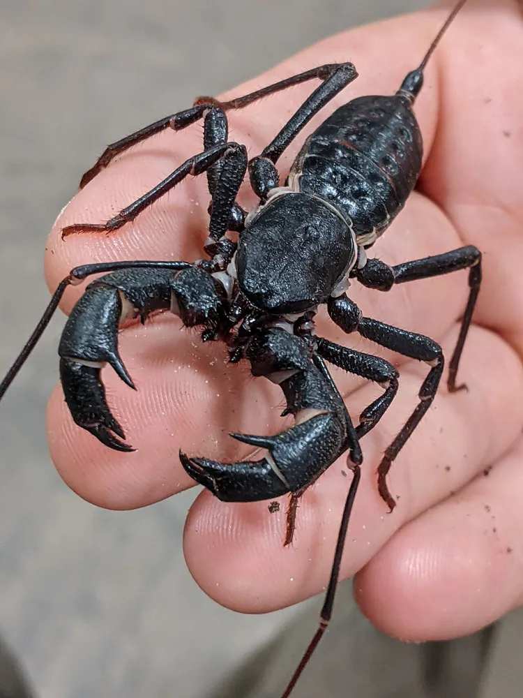 د Giant vinegaroon عکس
