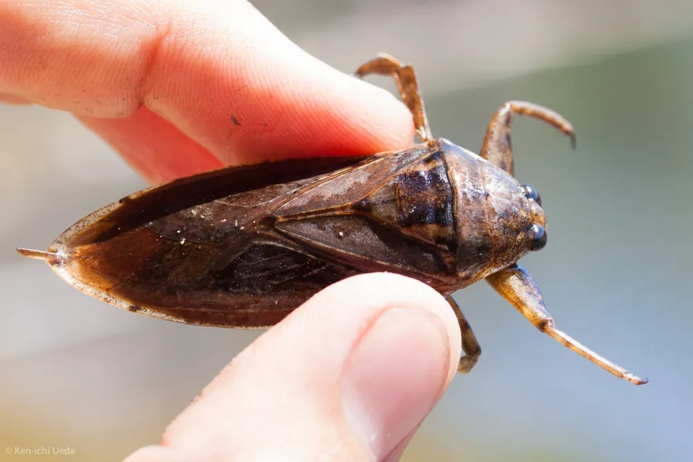 عکس Giant water bug