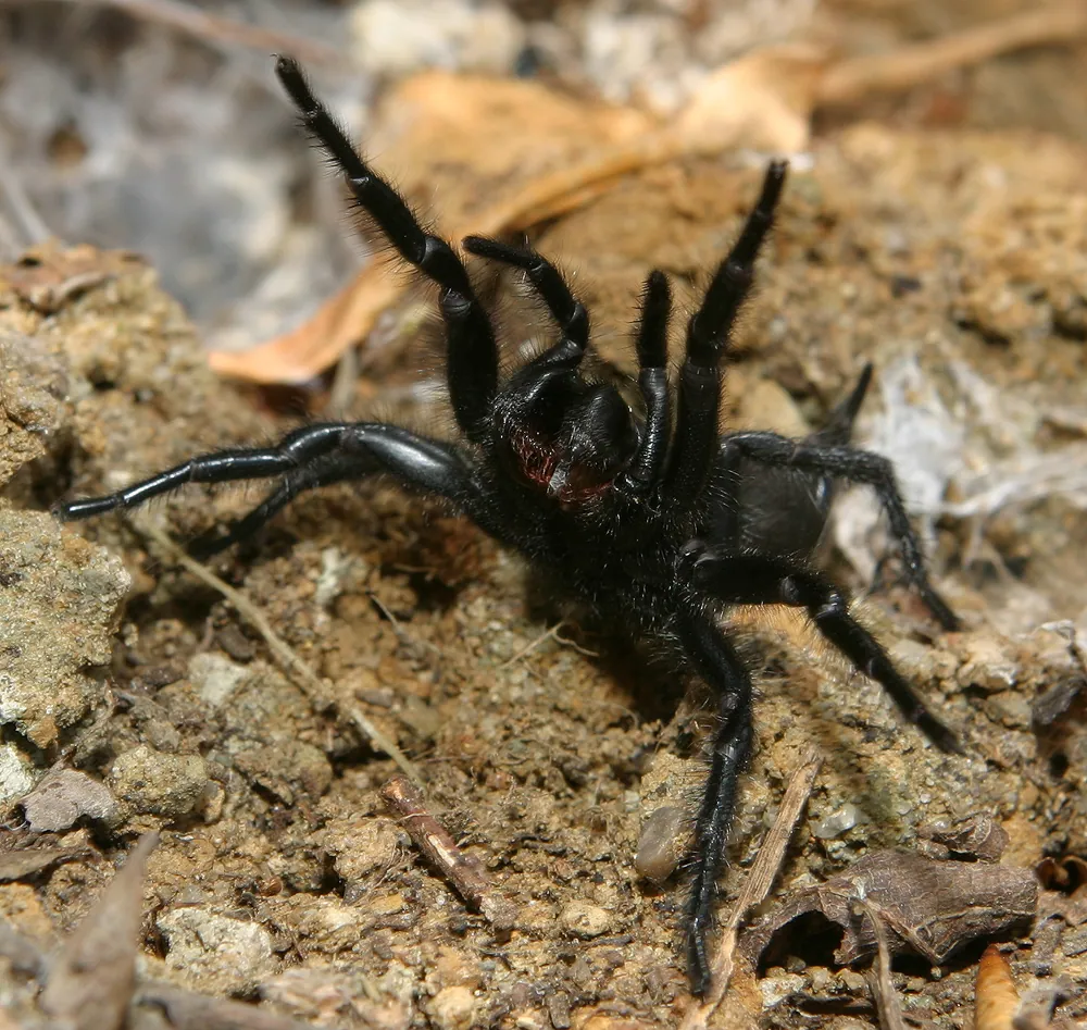 د Gibraltar funnel-web spider عکس