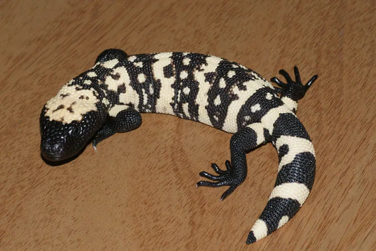 عکس Gila monster