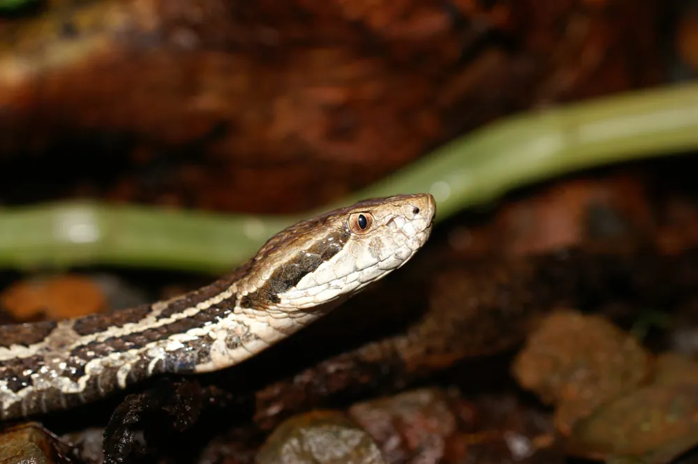 د Godman's montane pitviper عکس
