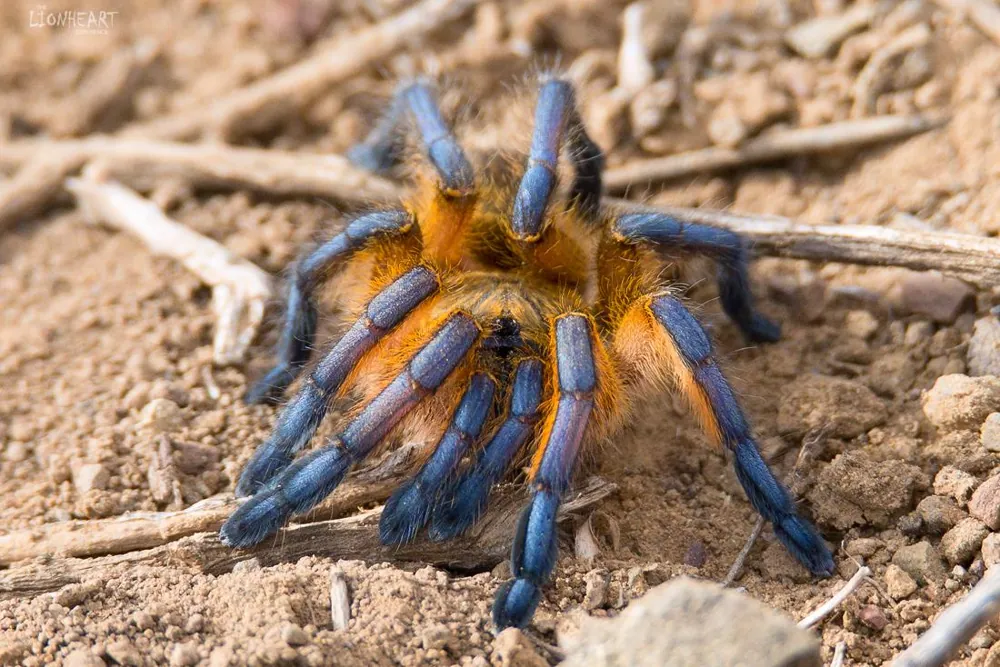 عکس Golden blue-leg baboon spider