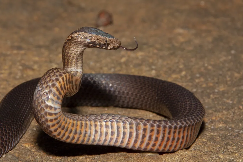 د Golden-crowned snake عکس