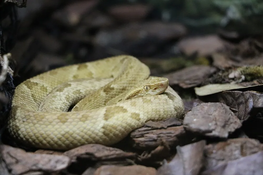 Foto de Golden lancehead