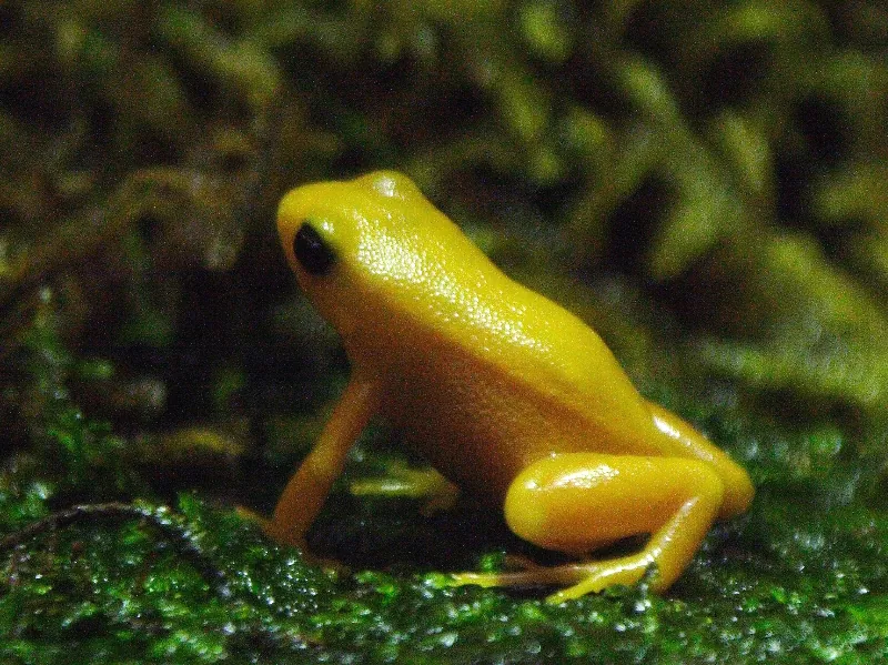 د Golden mantella عکس
