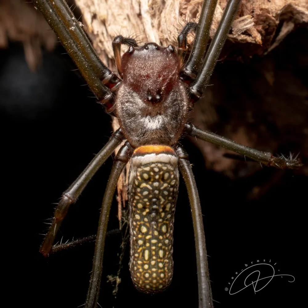 عکس Golden silk orb-weaver
