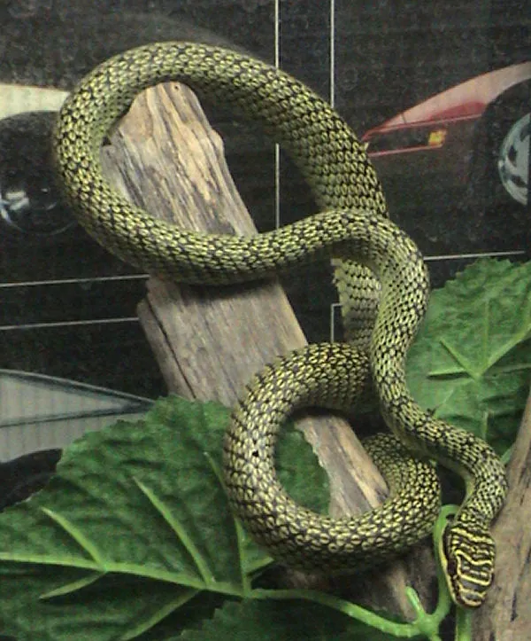 د Golden tree snake عکس