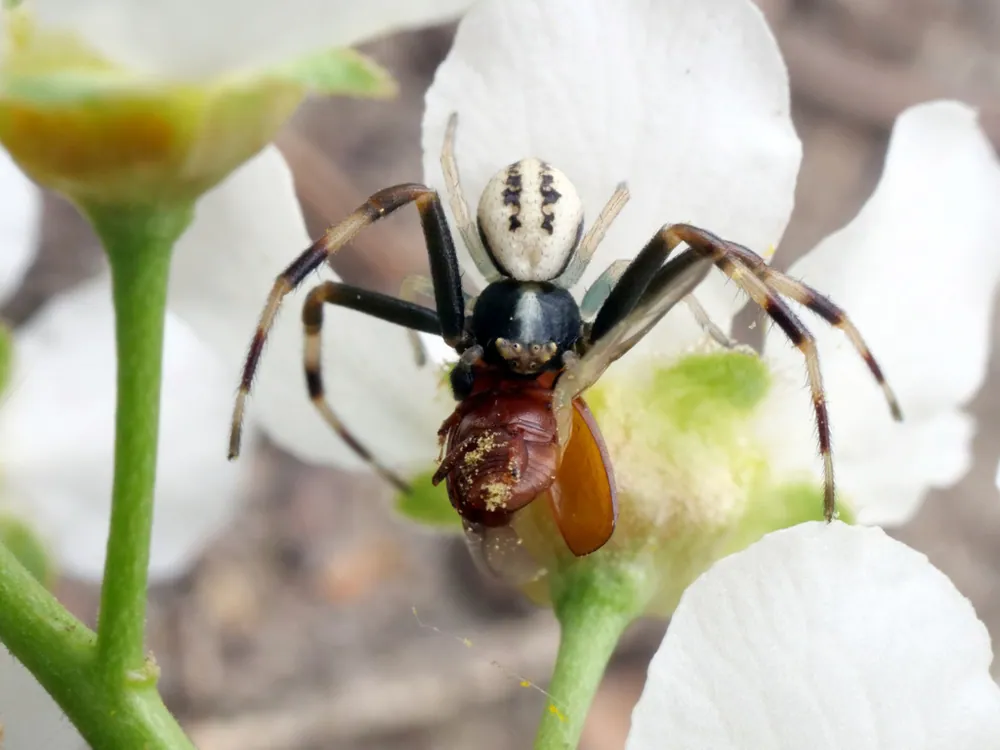 د Goldenrod crab spider عکس