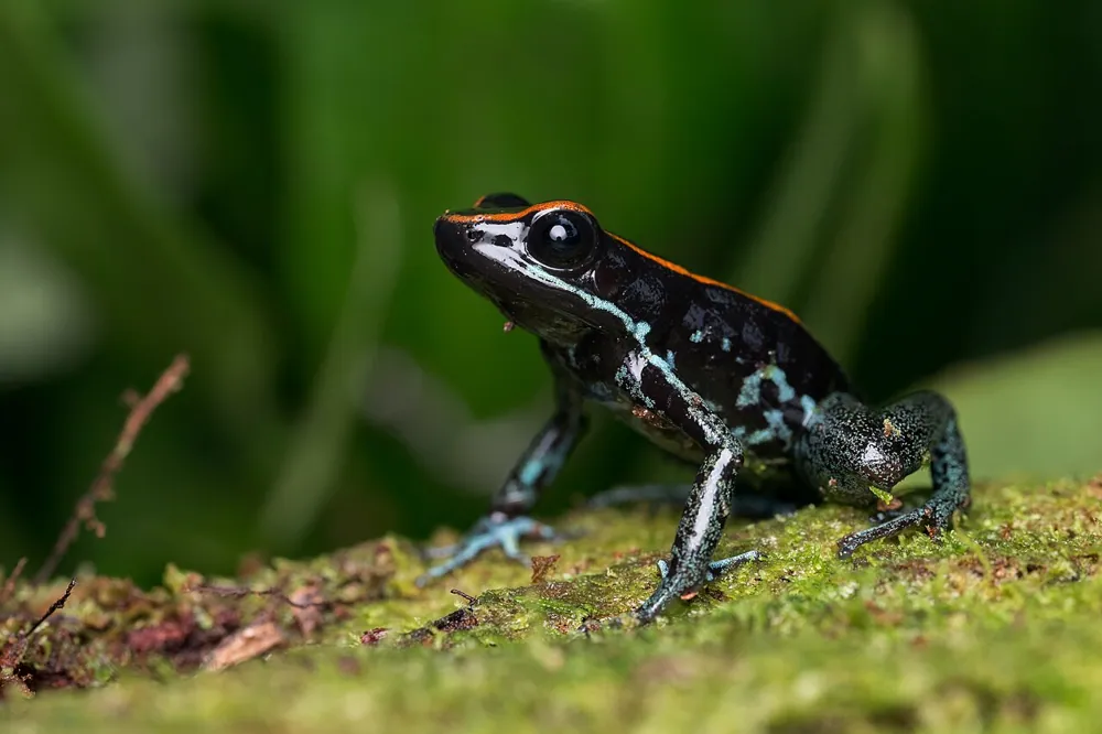 عکس Golfodulcean poison frog