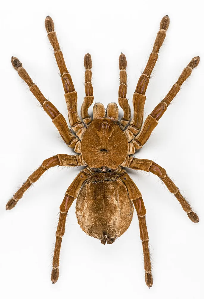 Goliath birdeater ఫోటో