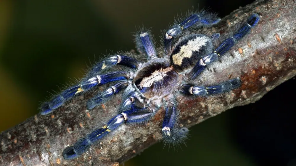 عکس Gooty sapphire tarantula