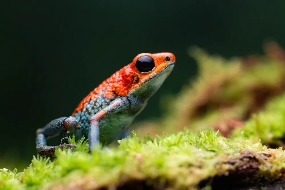 د Granular poison frog عکس