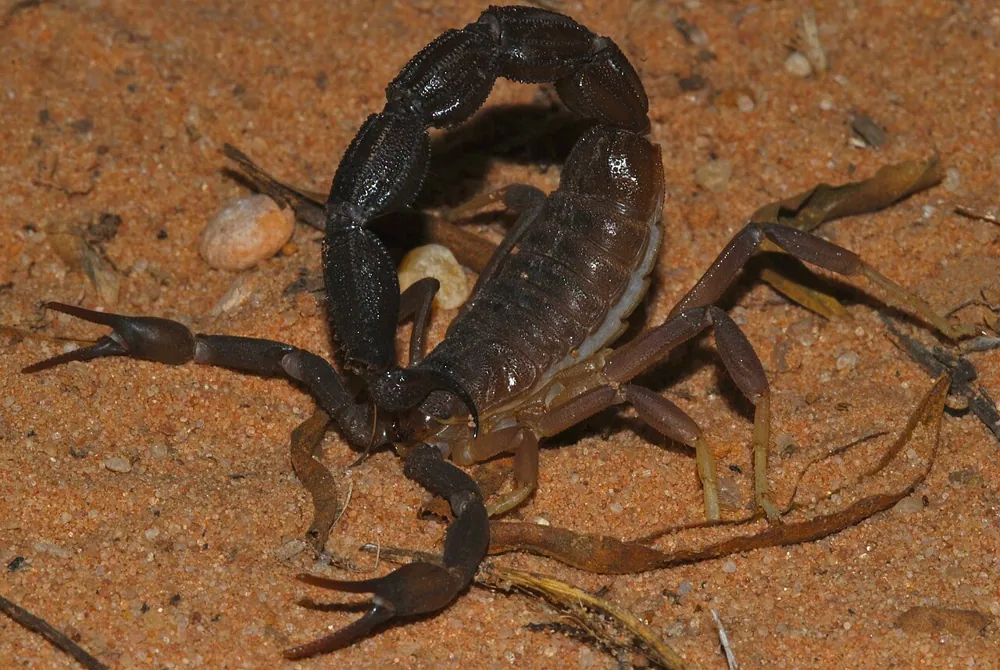 د Granulated thick-tailed scorpion عکس