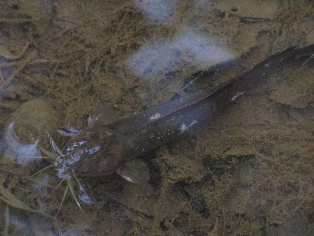 Foto de Gray eel-catfish