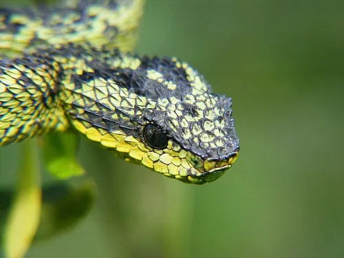 د Great Lakes bush viper عکس