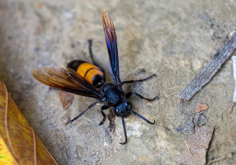 عکس Greater banded hornet