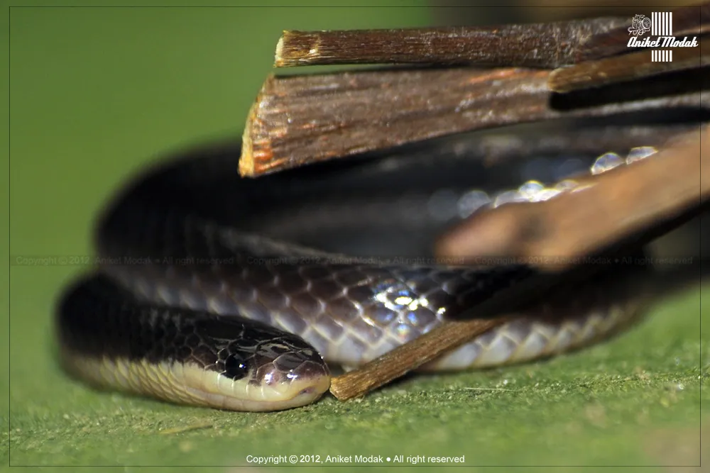 عکس Greater black krait