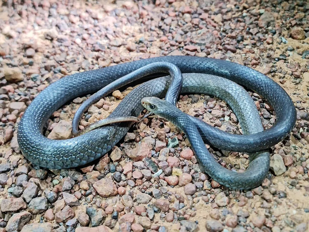 Foto de Greater black whipsnake