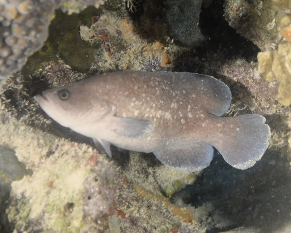 عکس Greater soapfish
