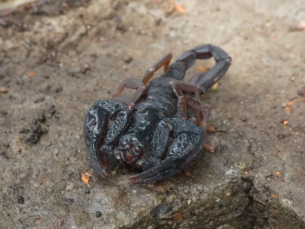 د Greek giant scorpion عکس