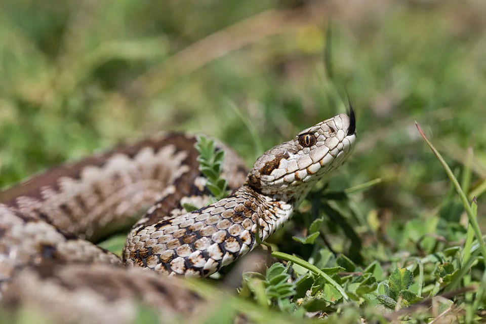 د Greek meadow viper عکس