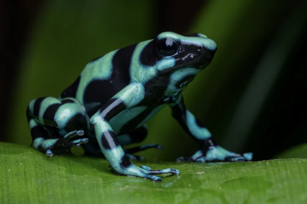 عکس Green and black poison dart frog