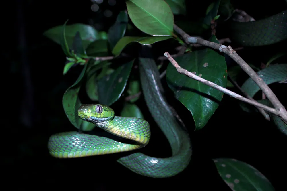 Green cat snake ఫోటో