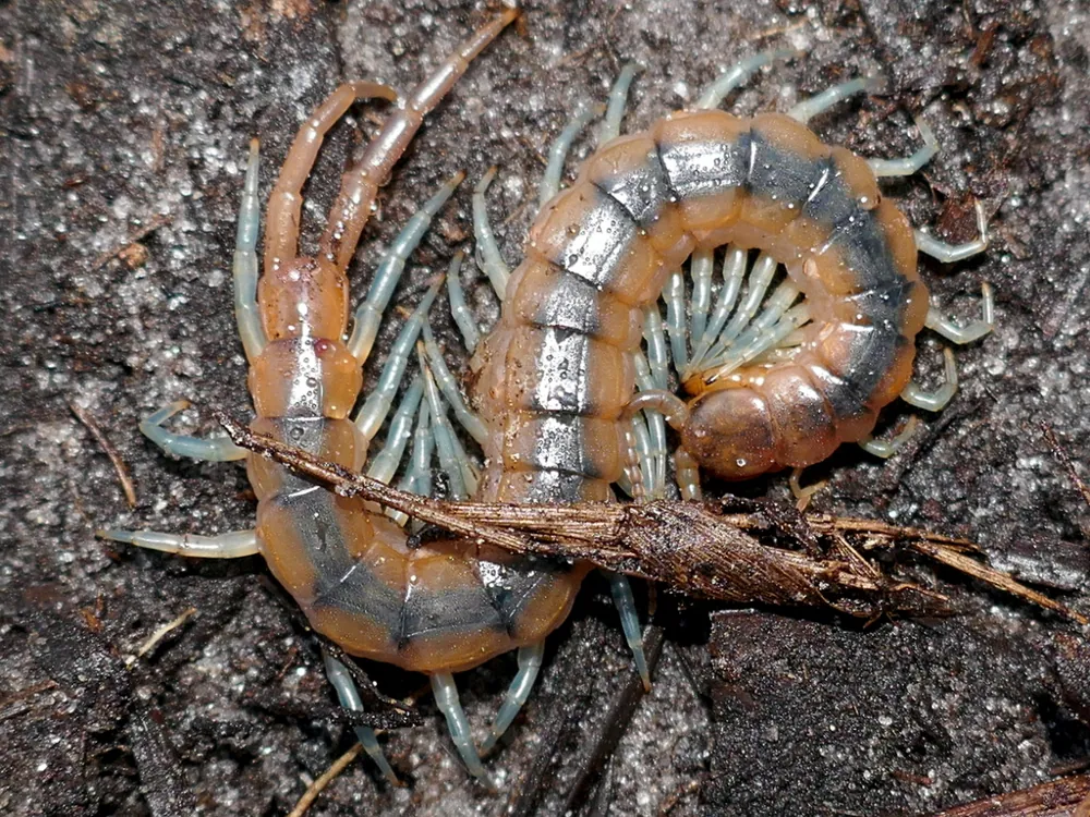 Green centipede کی تصویر