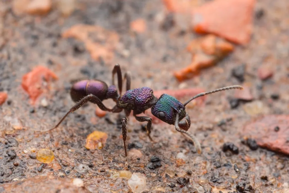 د Green-head ant عکس