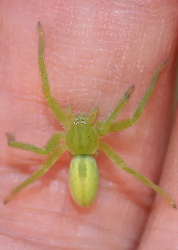 د Green huntsman spider عکس