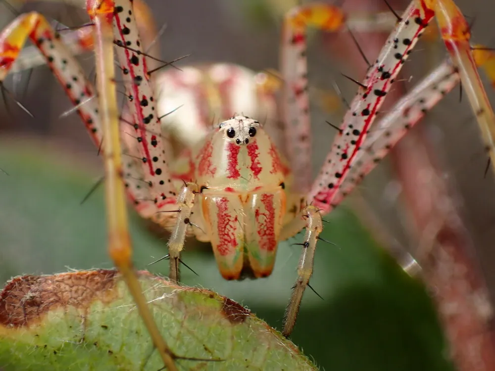 د Green lynx spider عکس