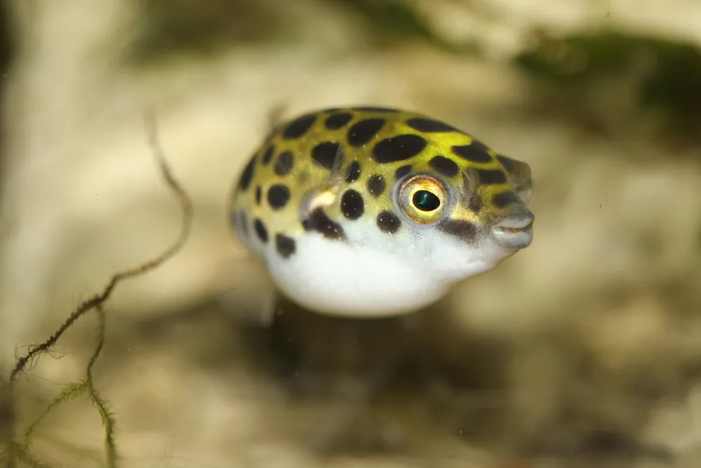 عکس Green spotted puffer
