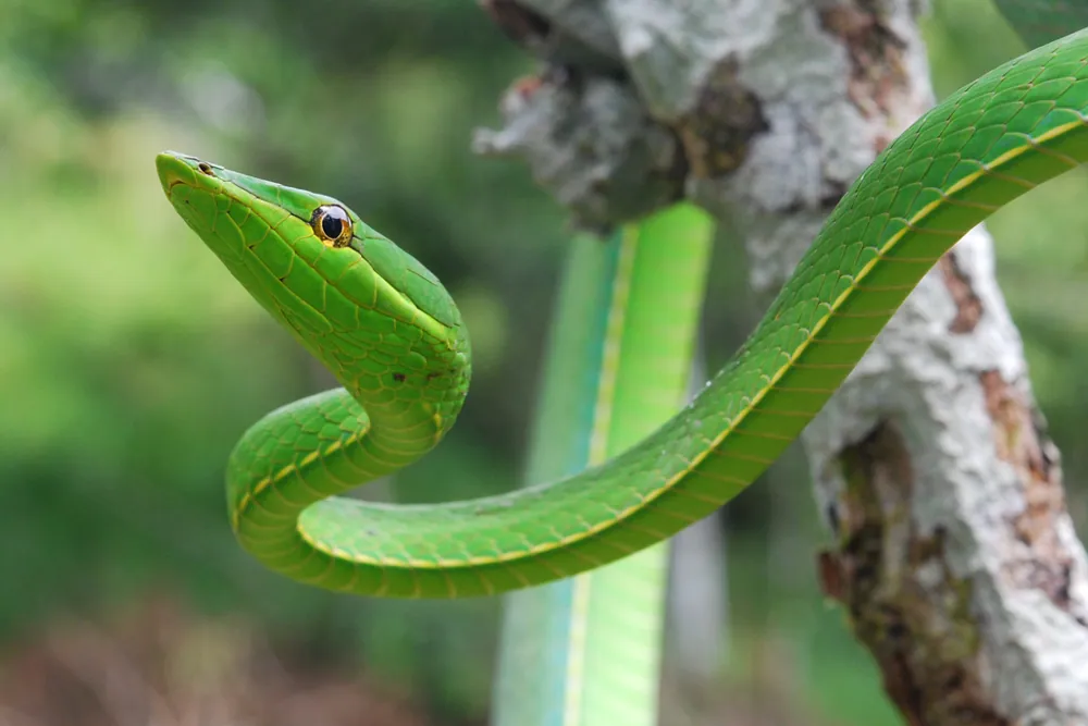 ภาพของGreen vine snake