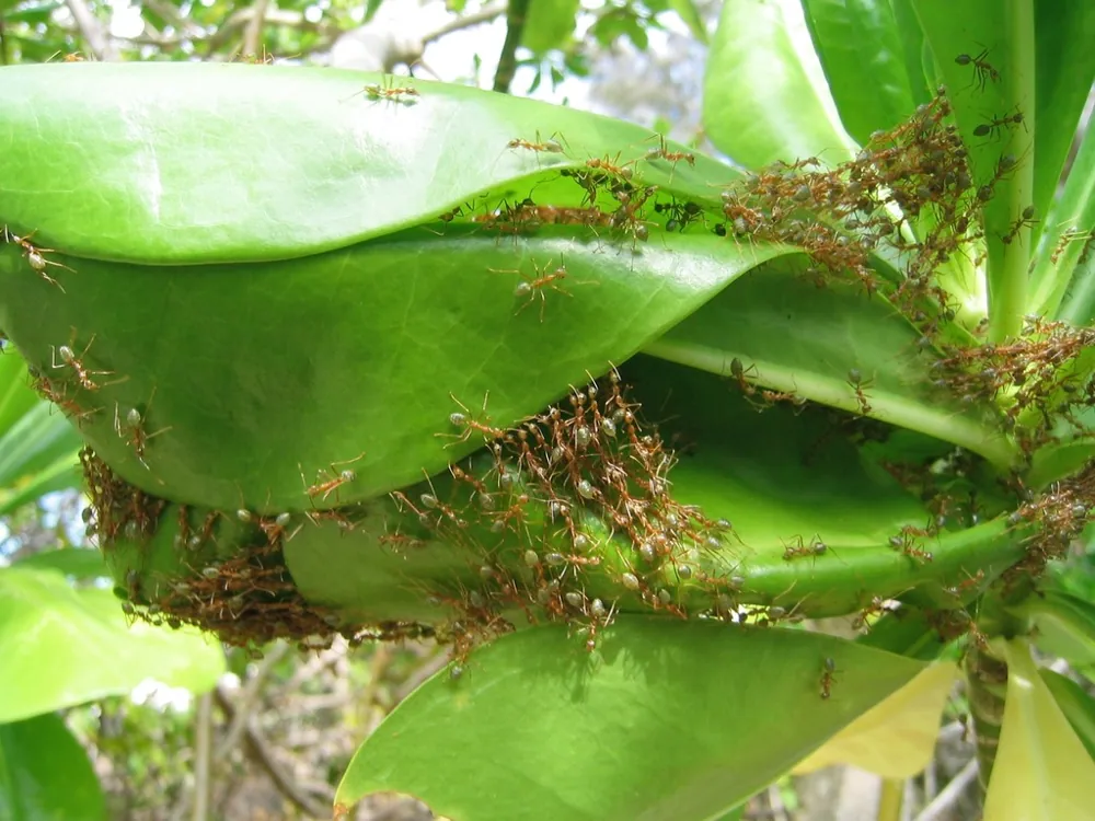 عکس Green weaver ant
