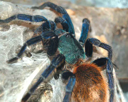 د Greenbottle blue tarantula عکس