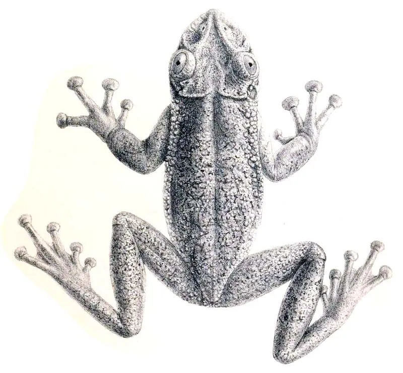 Foto Greening's frog