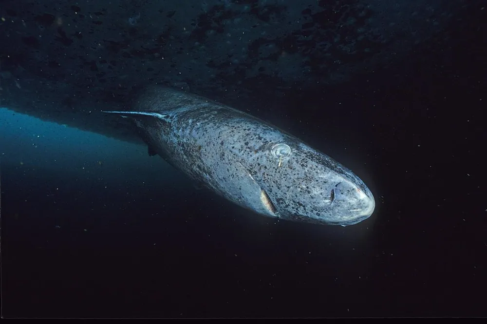 د Greenland shark عکس