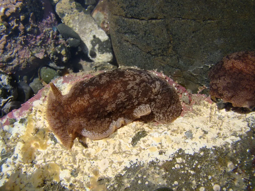 عکس Grey side-gilled sea slug