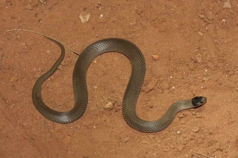 Ảnh Grey snake
