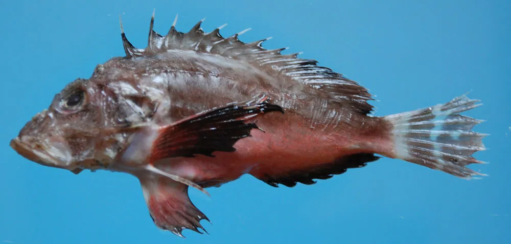 Grey stingfish کی تصویر