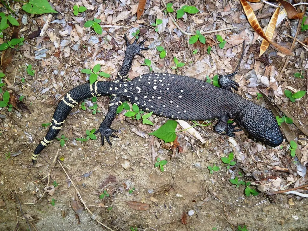 عکس Guatemalan beaded lizard