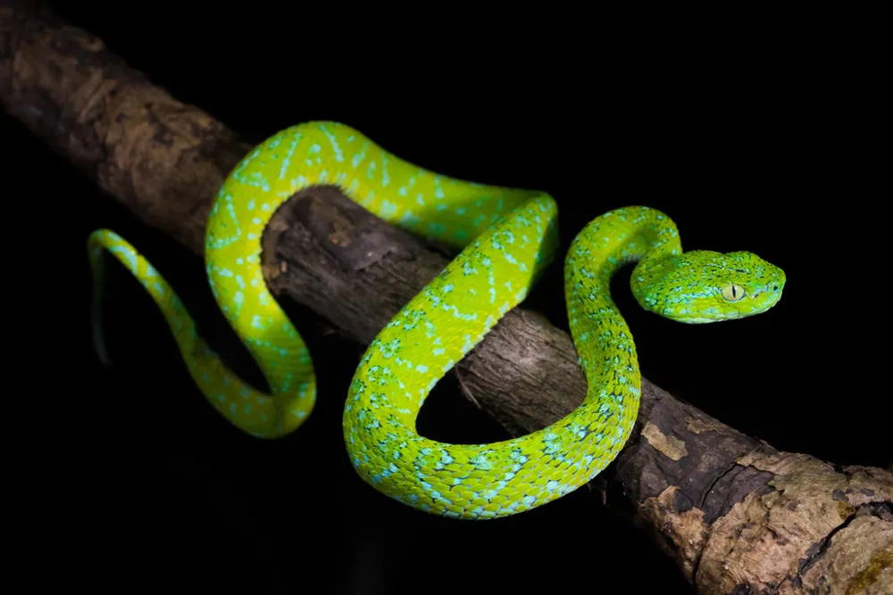د Guatemalan palm pitviper عکس