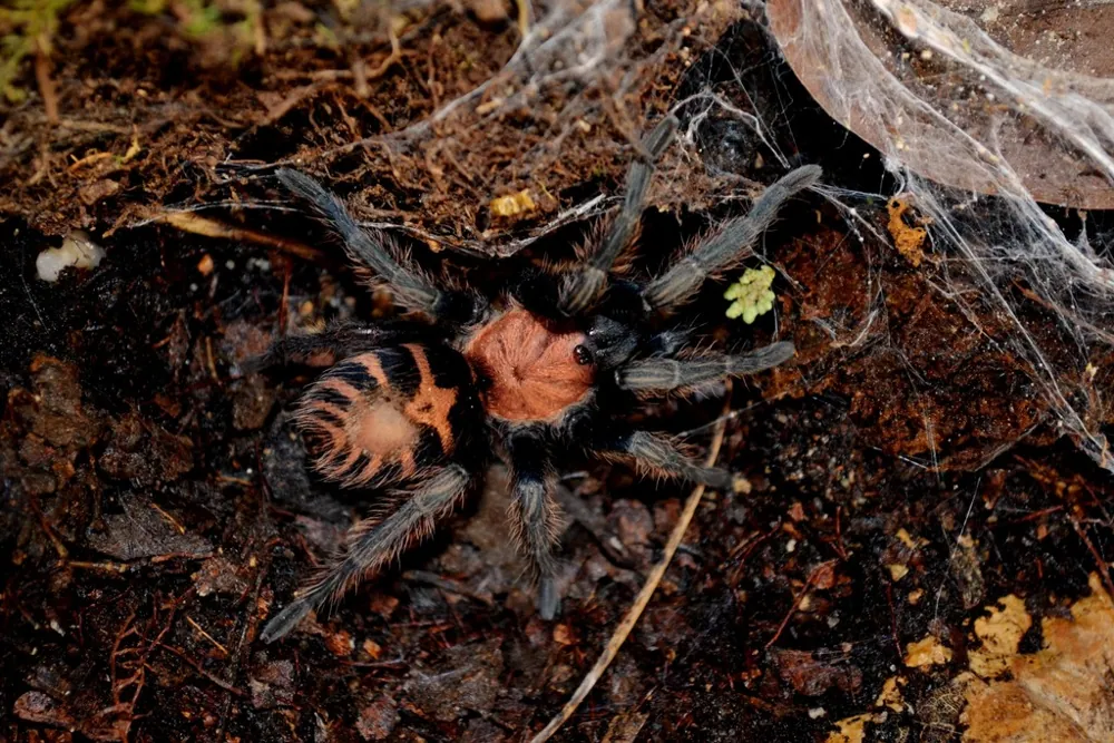 Foto de Guatemalan tiger rump tarantula