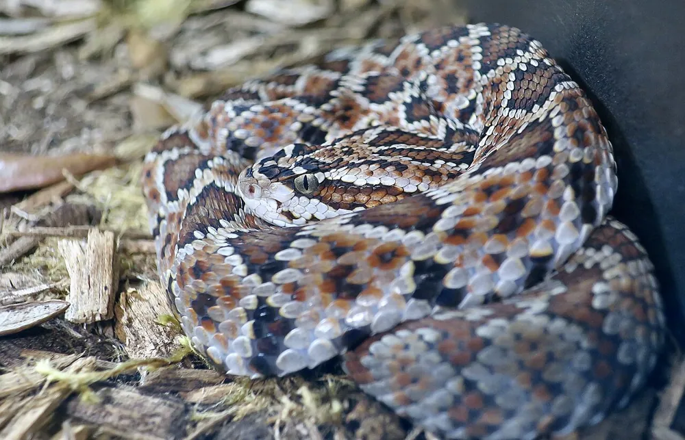 عکس Guerreran long-tailed rattlesnake
